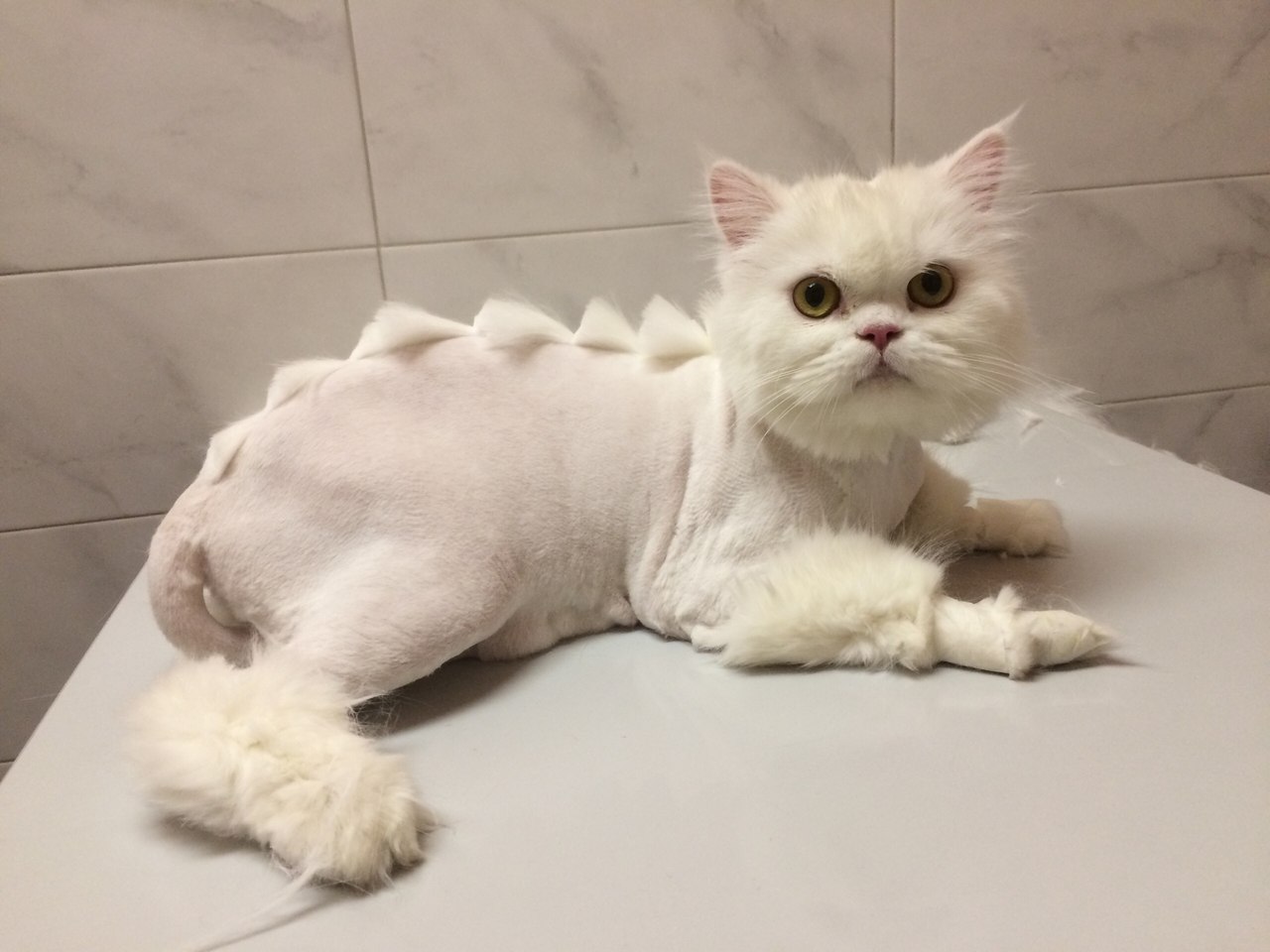 Как выглядит подстриженный кот